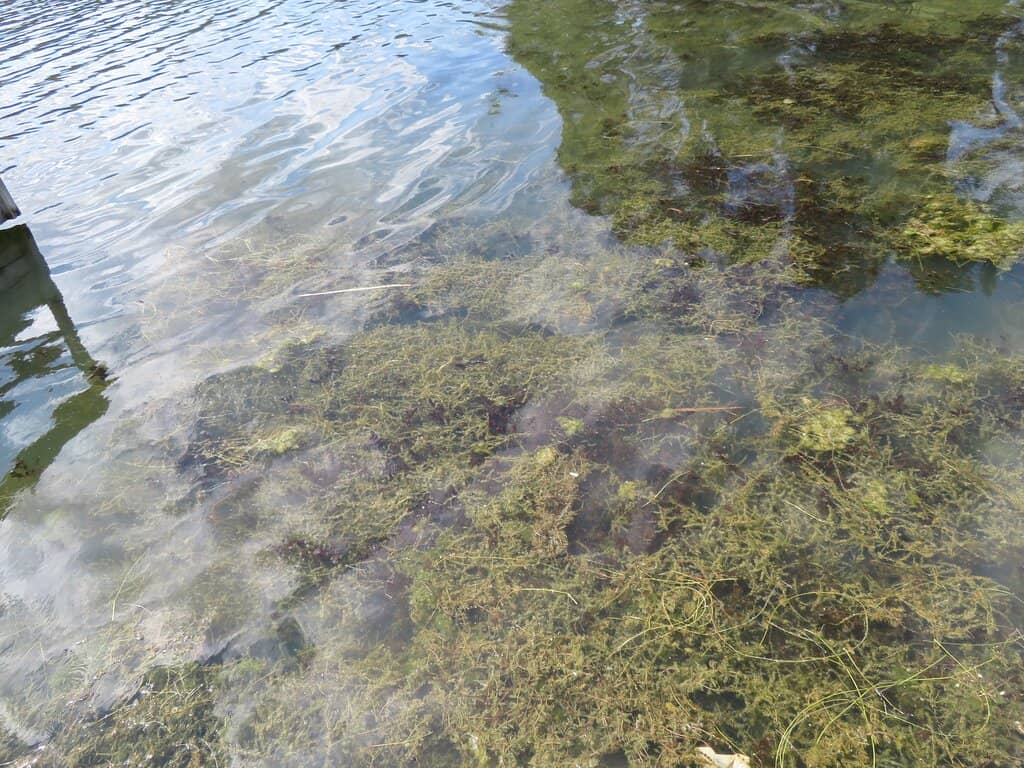 Sylvan Lake
