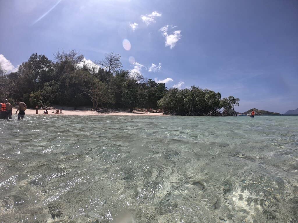 Tranquil Mangrove Surroundings
