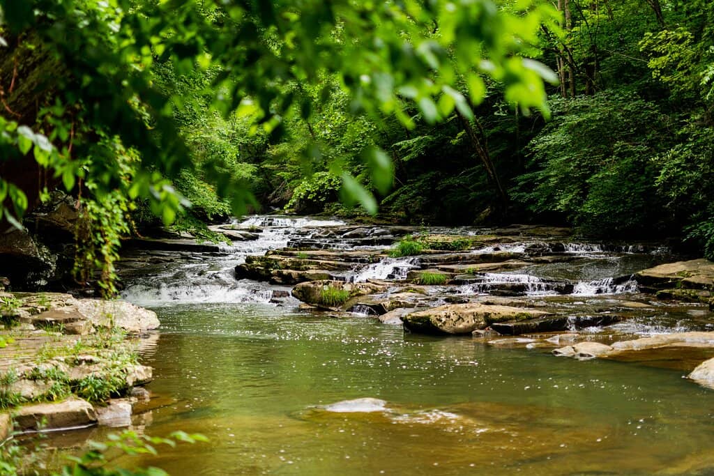 Pond Exploration & Swimming