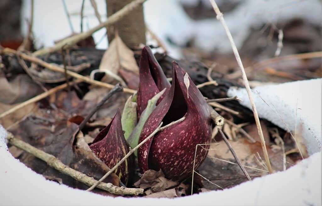 Fen and Sedge Meadow Wetlands