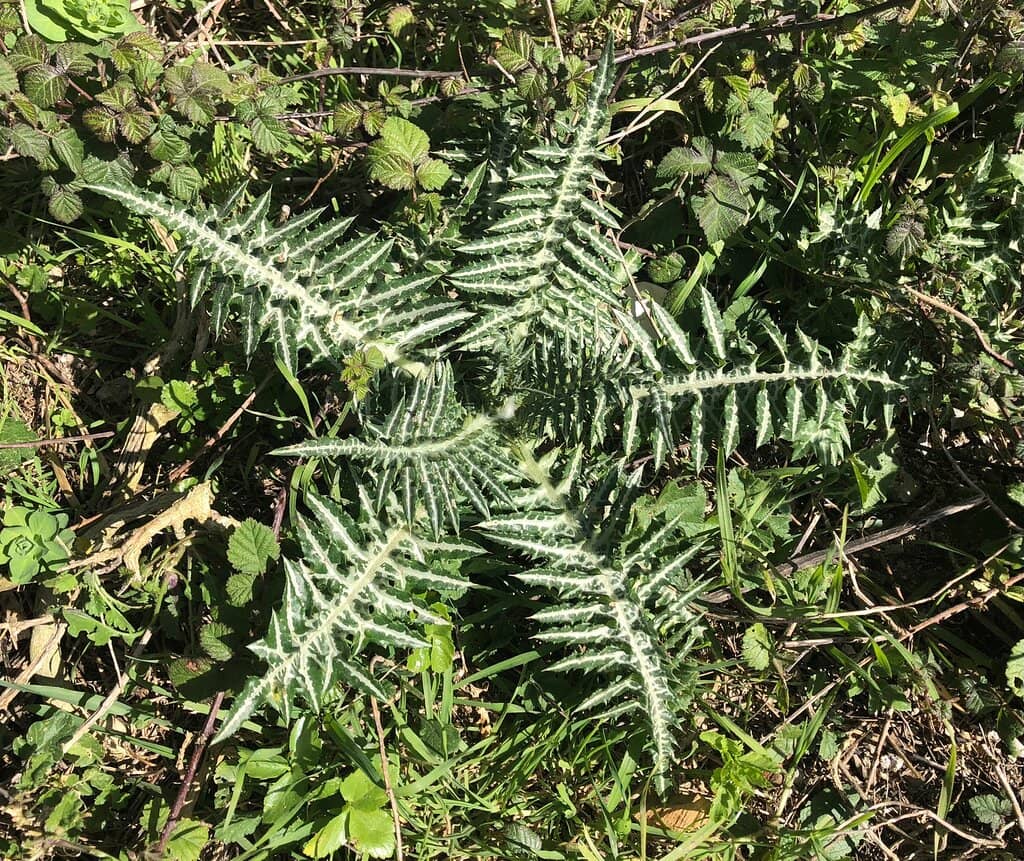 Coastal Path to Tonnara del Cofano