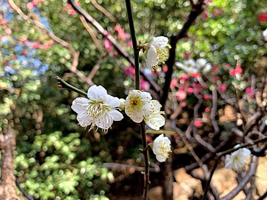 Elderly Community Activities