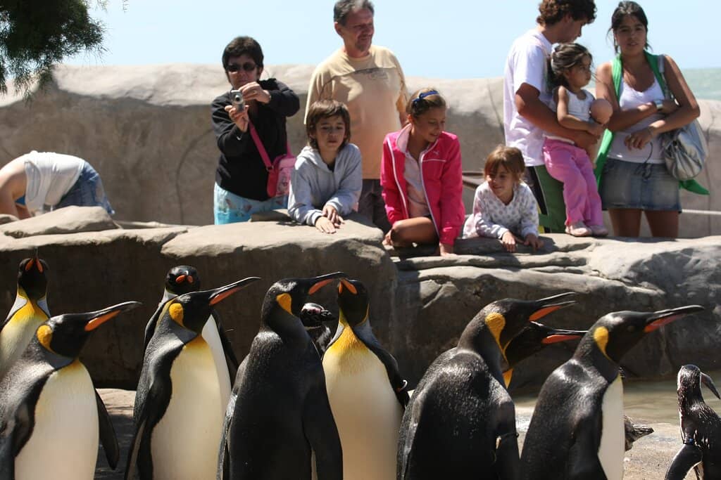 Dolphin Encounters (Past)