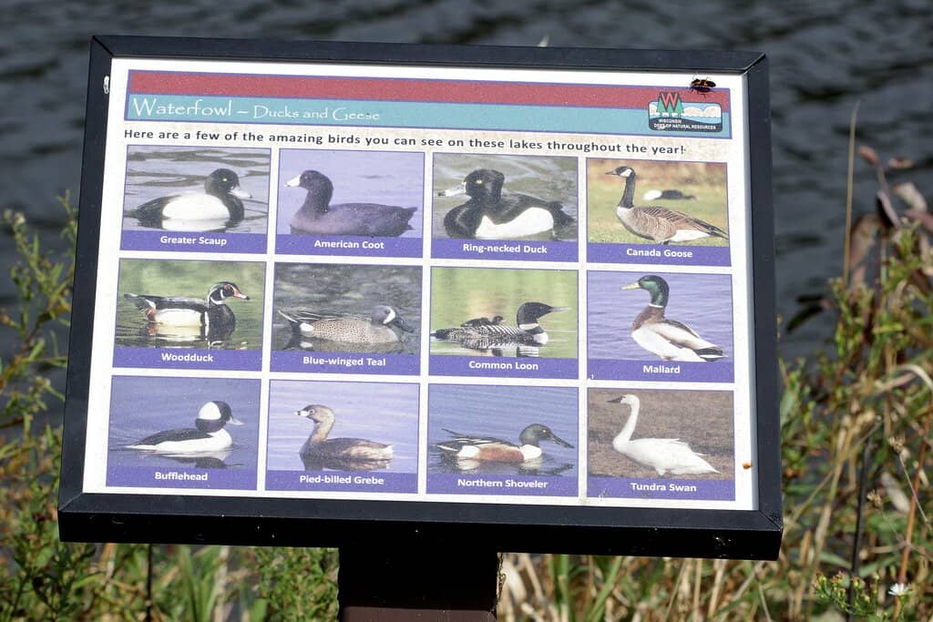 Family-Friendly Playground
