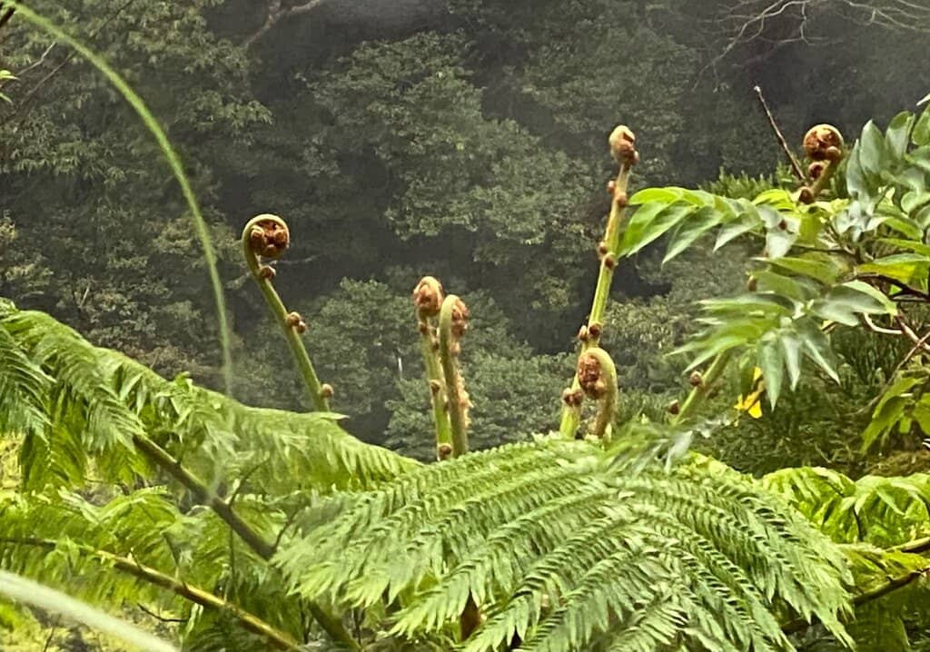 Rare Amphibians and Reptiles