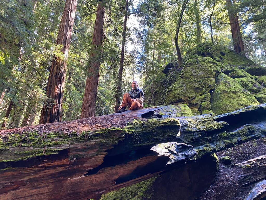 Fern-Lined Trails