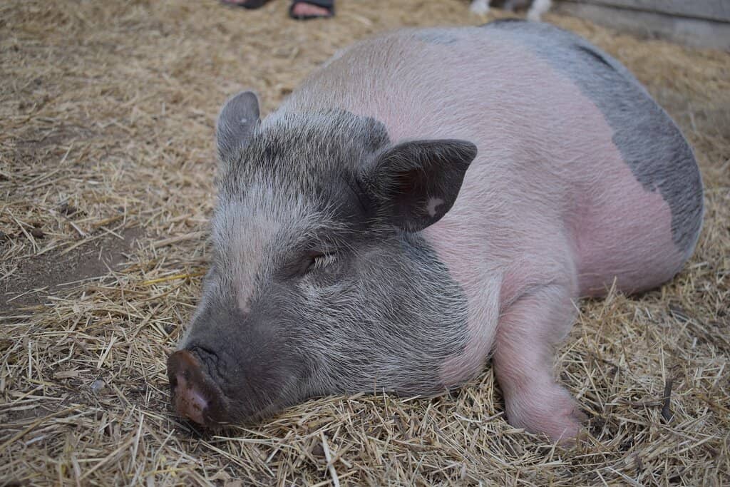 Wildlife Train Ride & Petting Zoo