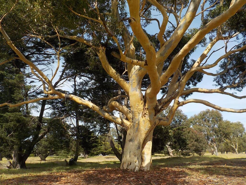 Tranquil Pond & Wildlife