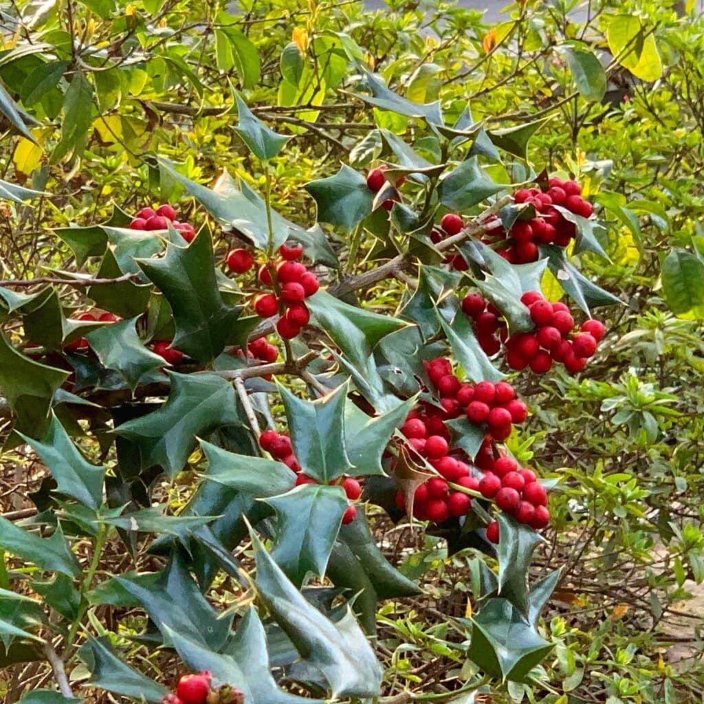 Sakura Blossom Spectacle