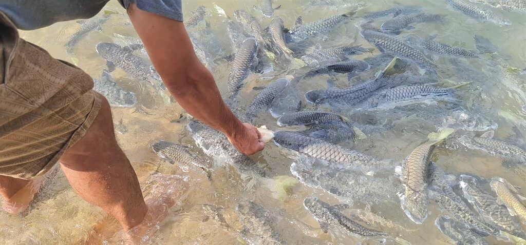 Interactive Feeding Experience