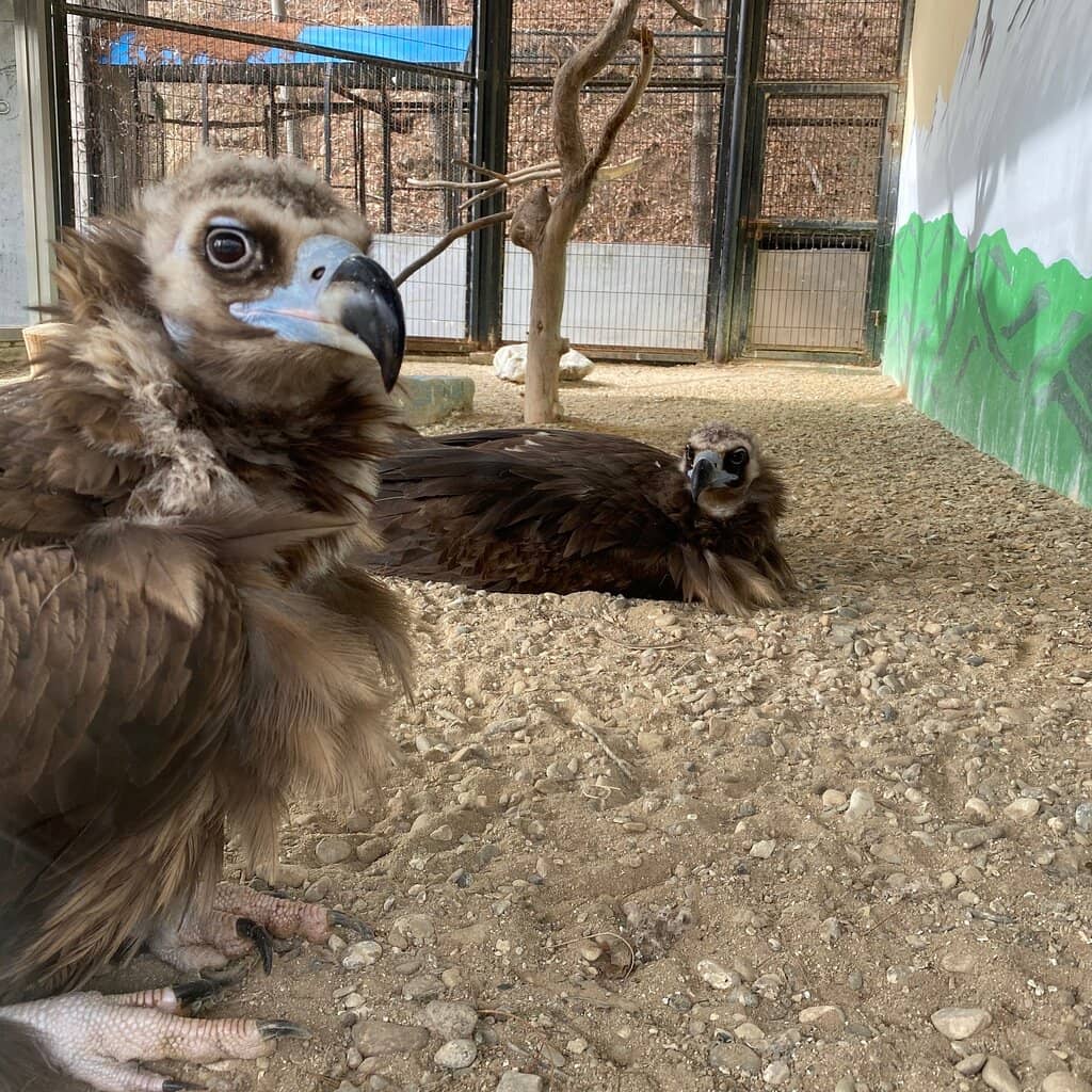 Bird Land Wonders