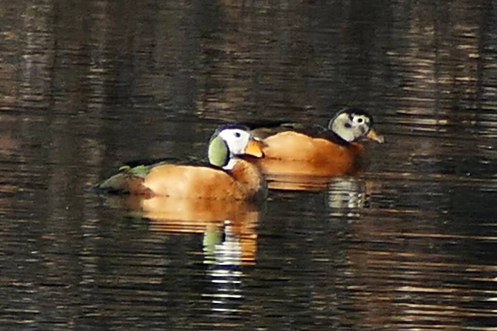 Ancient Equatorial Forest