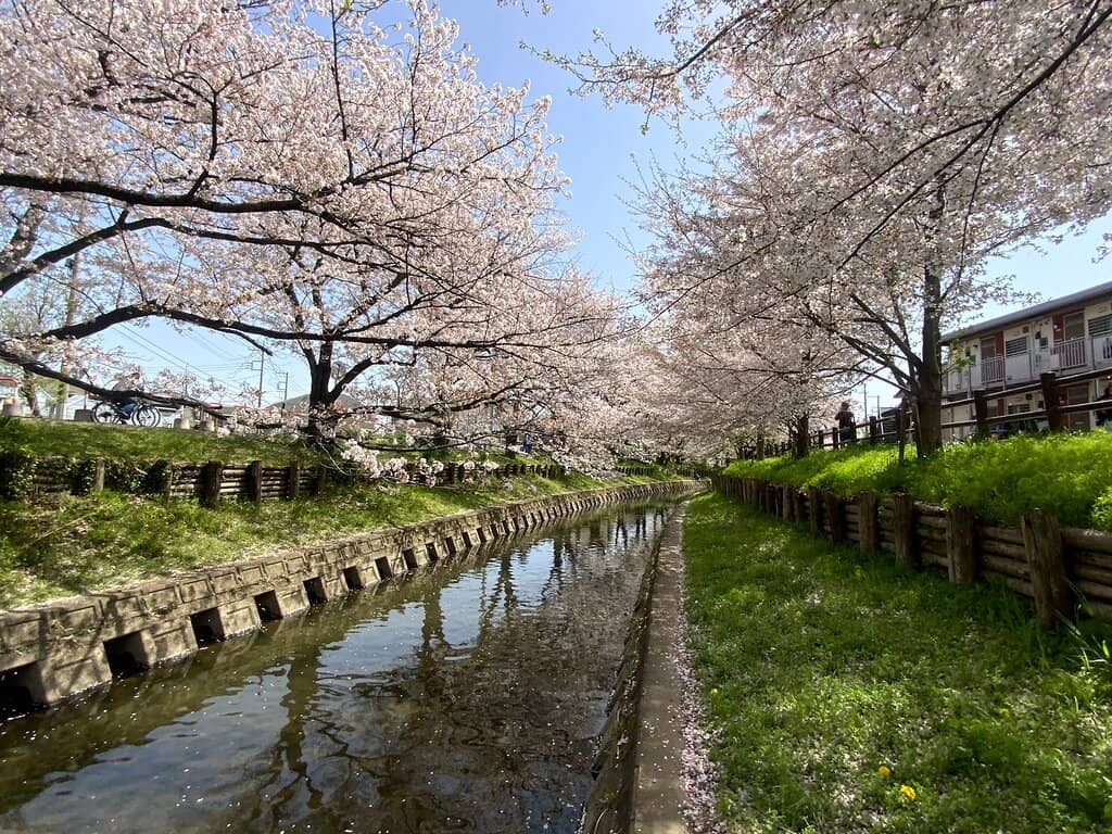 Sakura Petal River