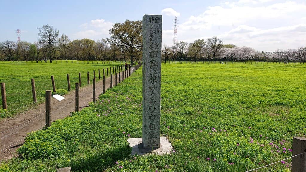 Vibrant Primrose Fields