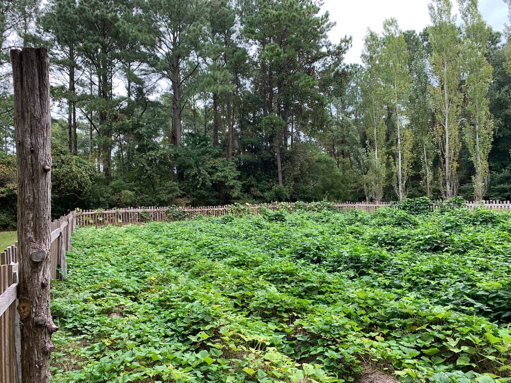 Heritage Breed Animals