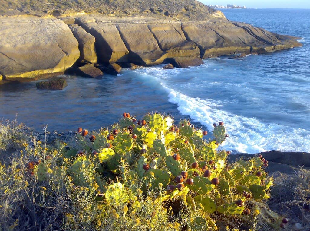 Playa Fañabé Beach