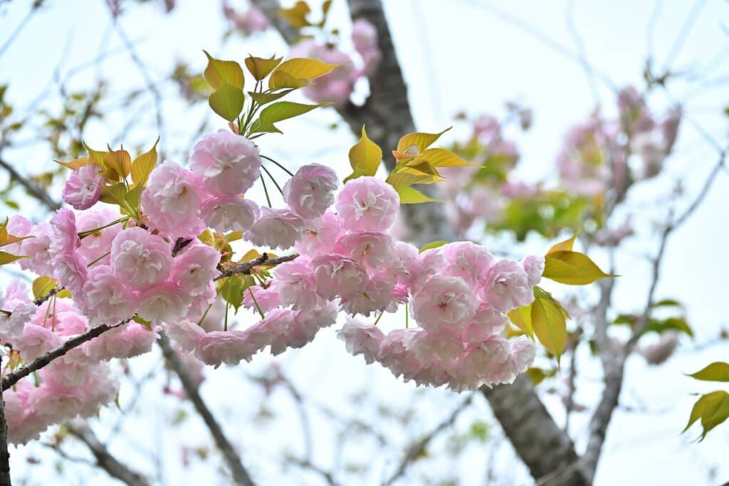 Seasonal Flower Displays