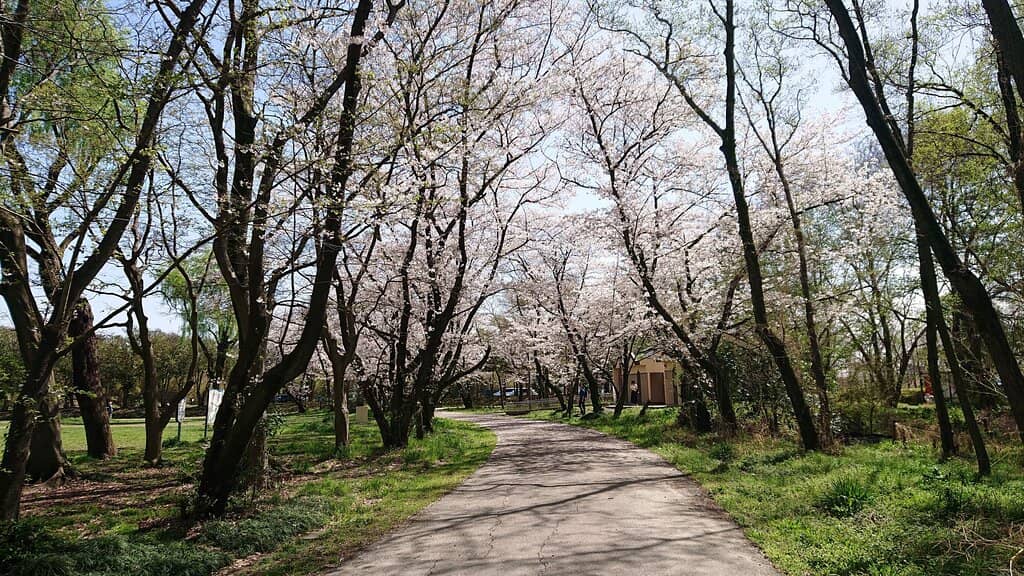 Cherry Blossom Spectacle