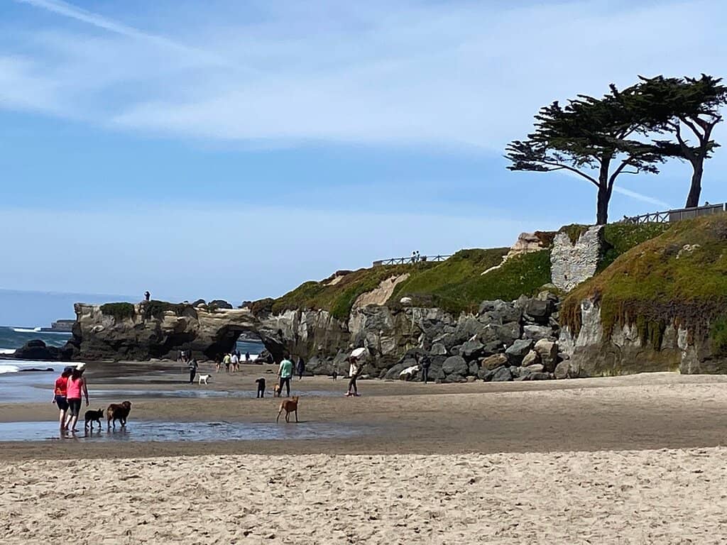Dog Beach Fun