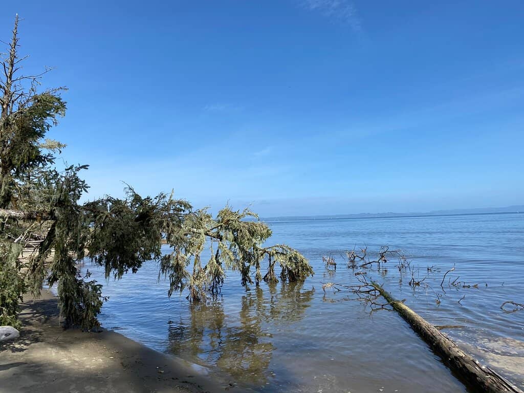Living Shoreline Experience