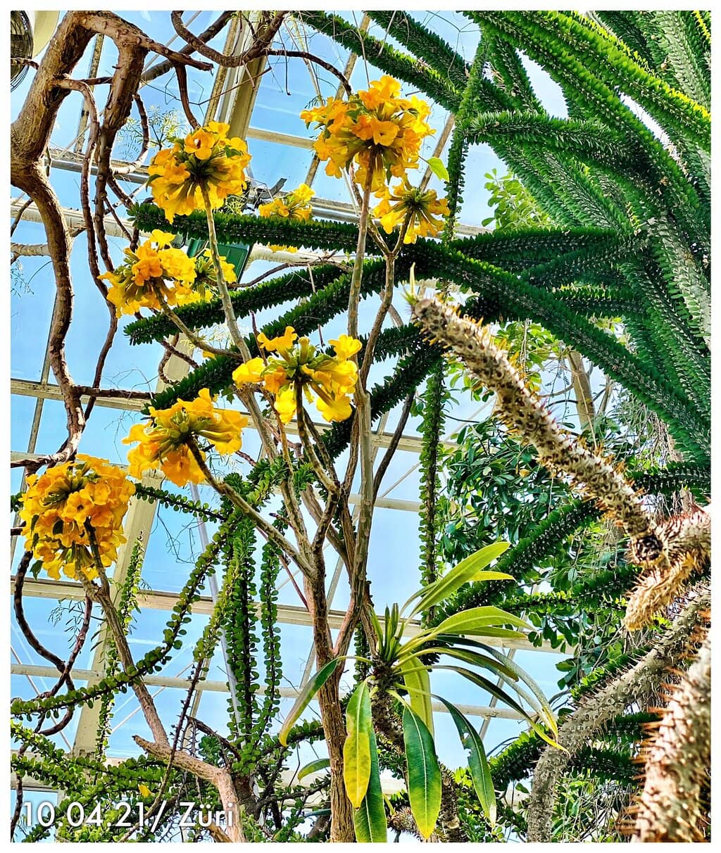 Blooming Wonders