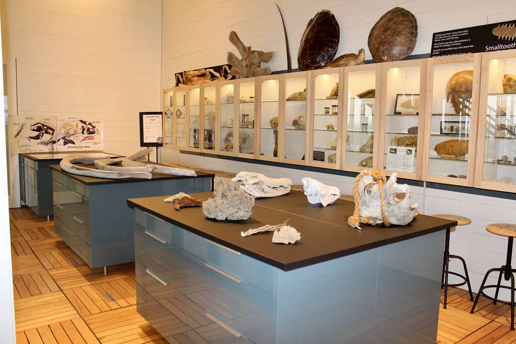 Ossie the Sea Turtle