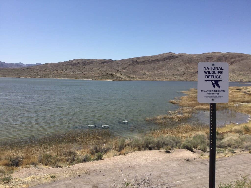 Bird Migration Spectacle