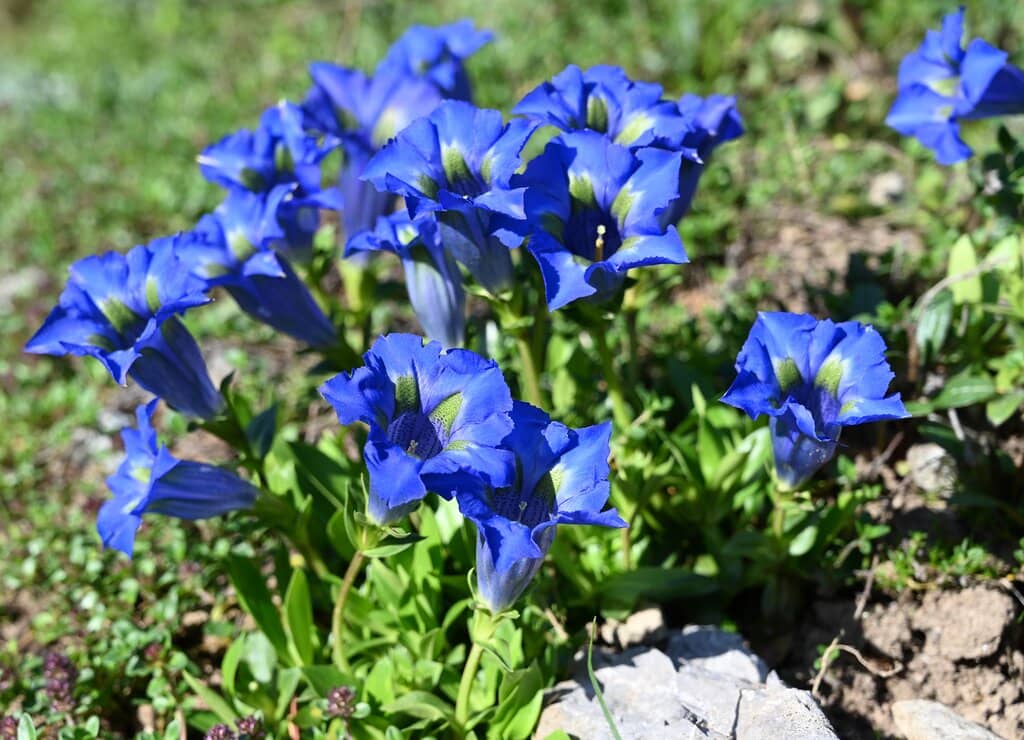 Alpine Plant Diversity