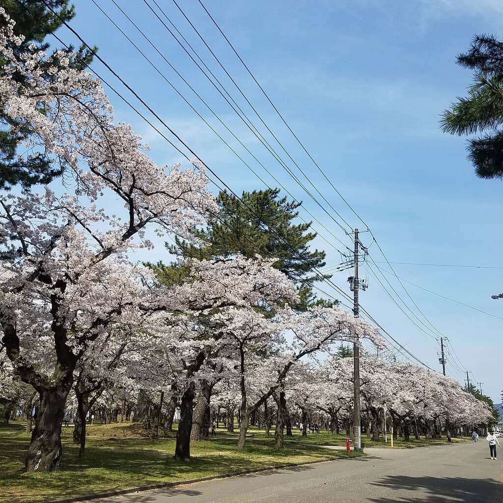 Sakura Matsuri Festivities