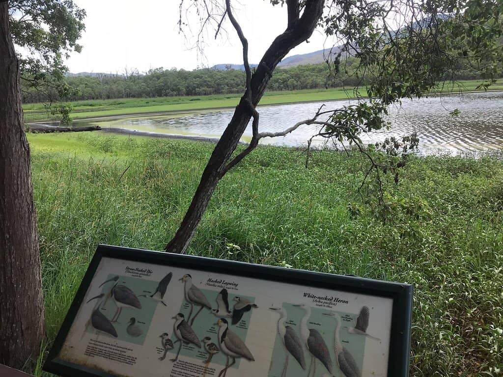 Abundant Birdlife