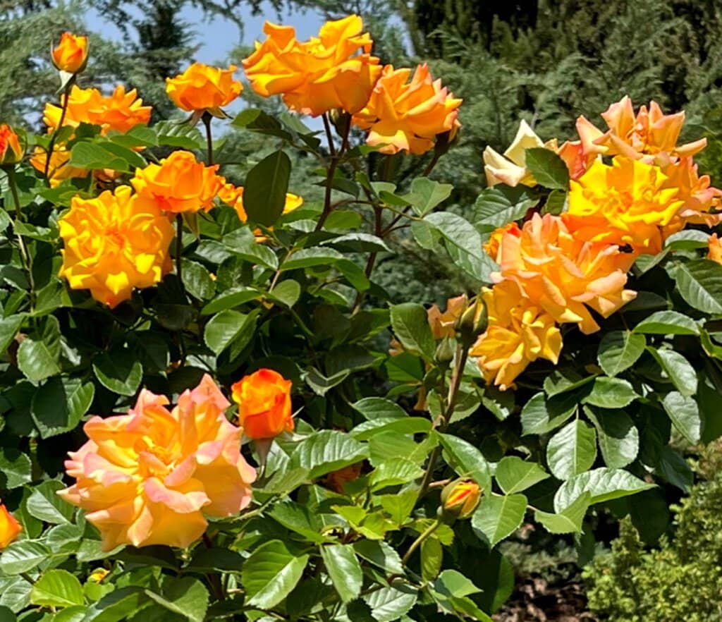 International Themed Sections