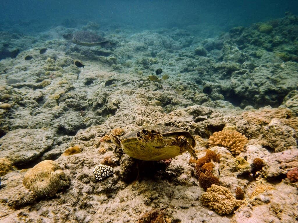Vibrant Underwater World