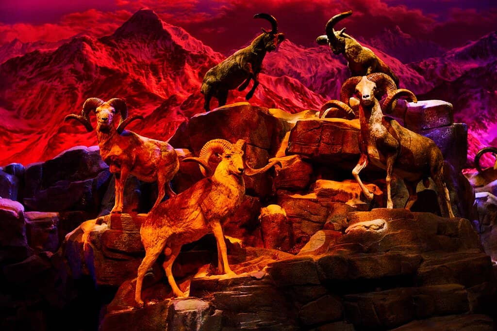 Shark Tunnel Experience