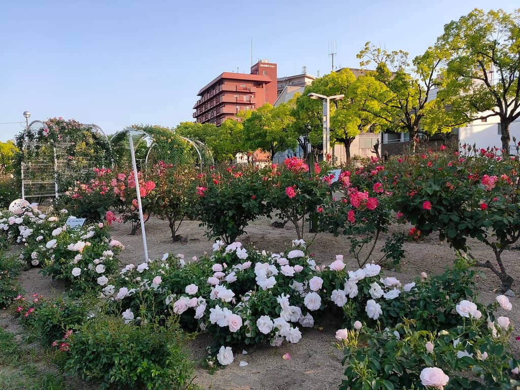 'Princesses' Rose Section