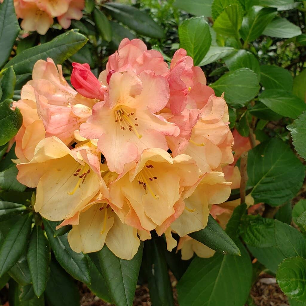 Children's Play Area