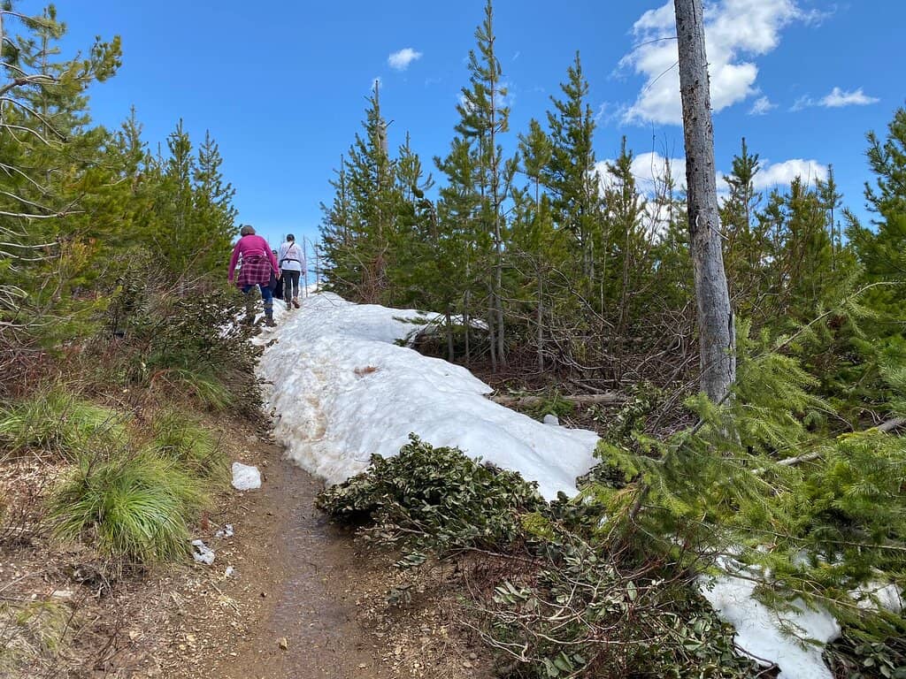 Alpine Meadows and Wildflowers