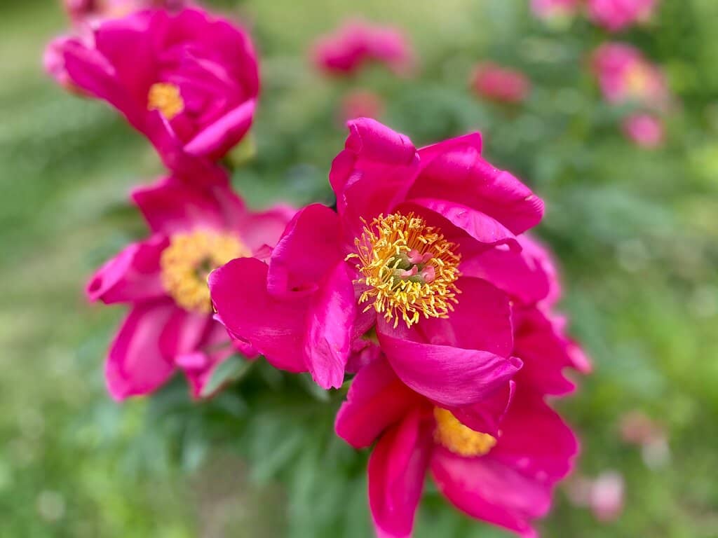 Cherry Blossom Spectacle