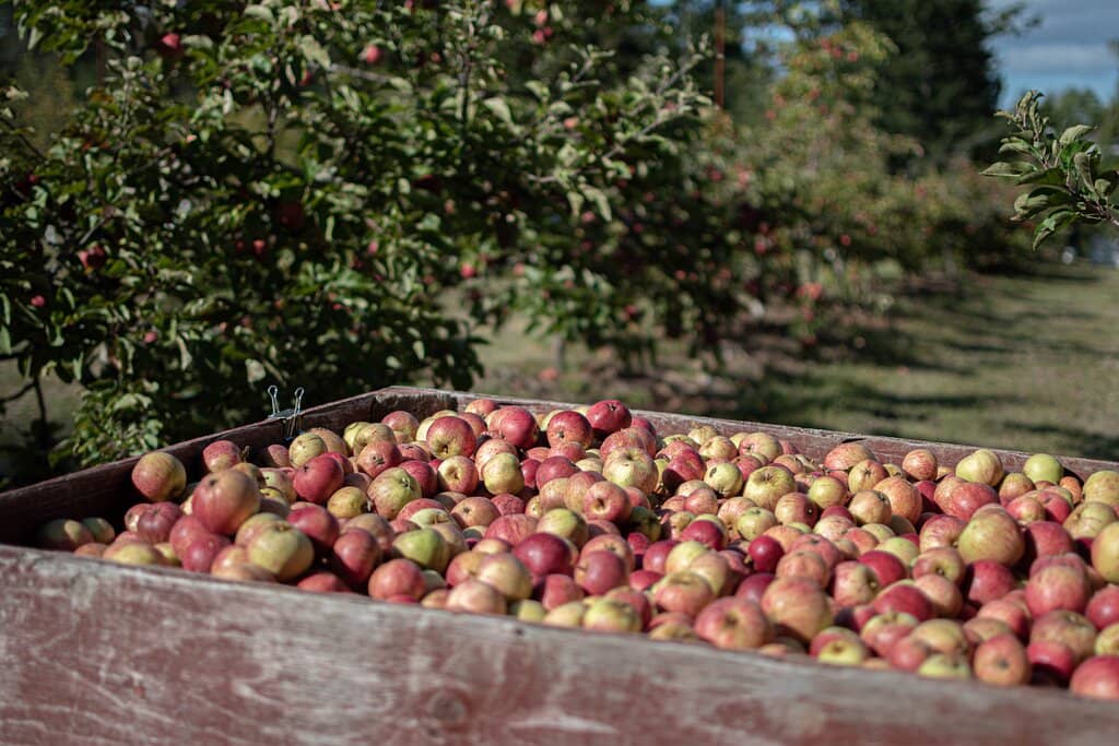 Organic Orchard Stroll