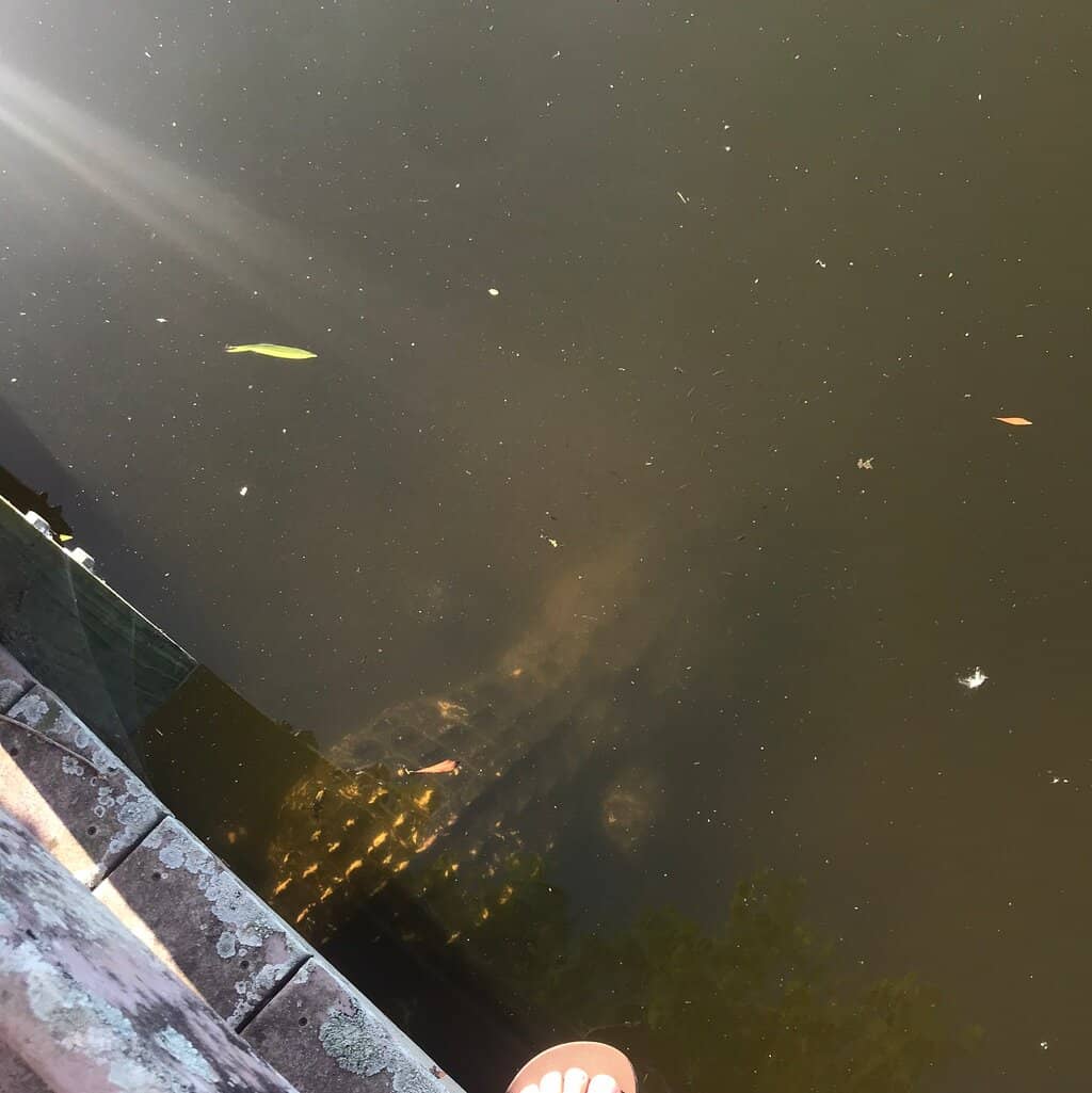 Wildflower & Pollinator Meadow