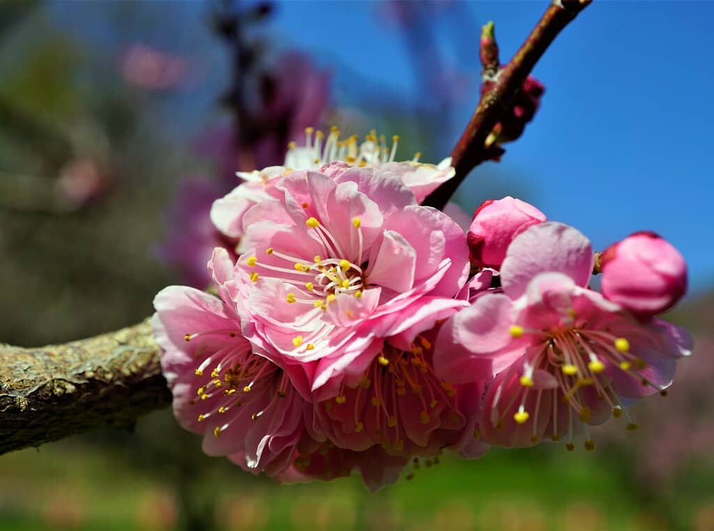 Plum Grove