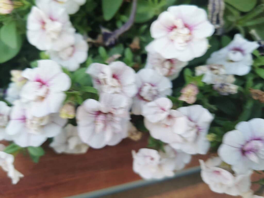 Architectural Diversity