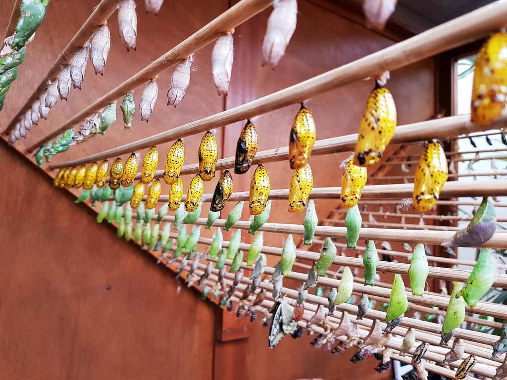 The Enchanting Butterfly Greenhouse