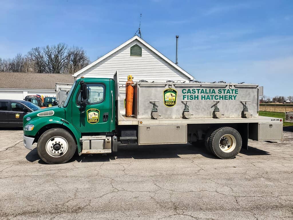 Trout Feeding Frenzy