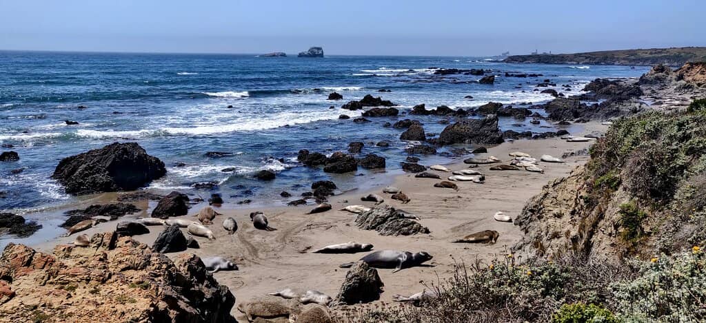 Wildlife Spotting Beyond Seals