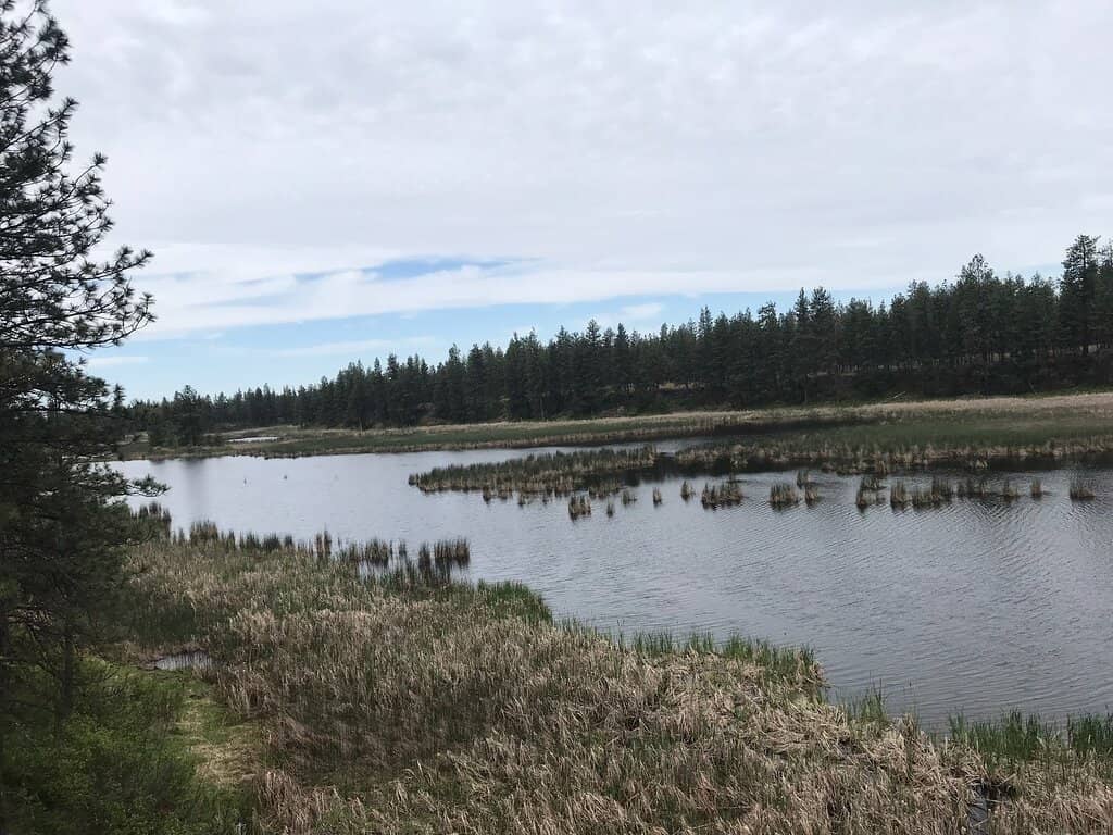 Moose Encounters