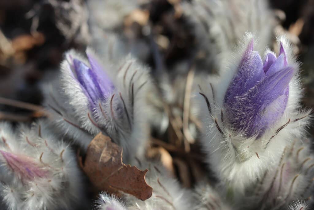 Lush Outdoor Gardens
