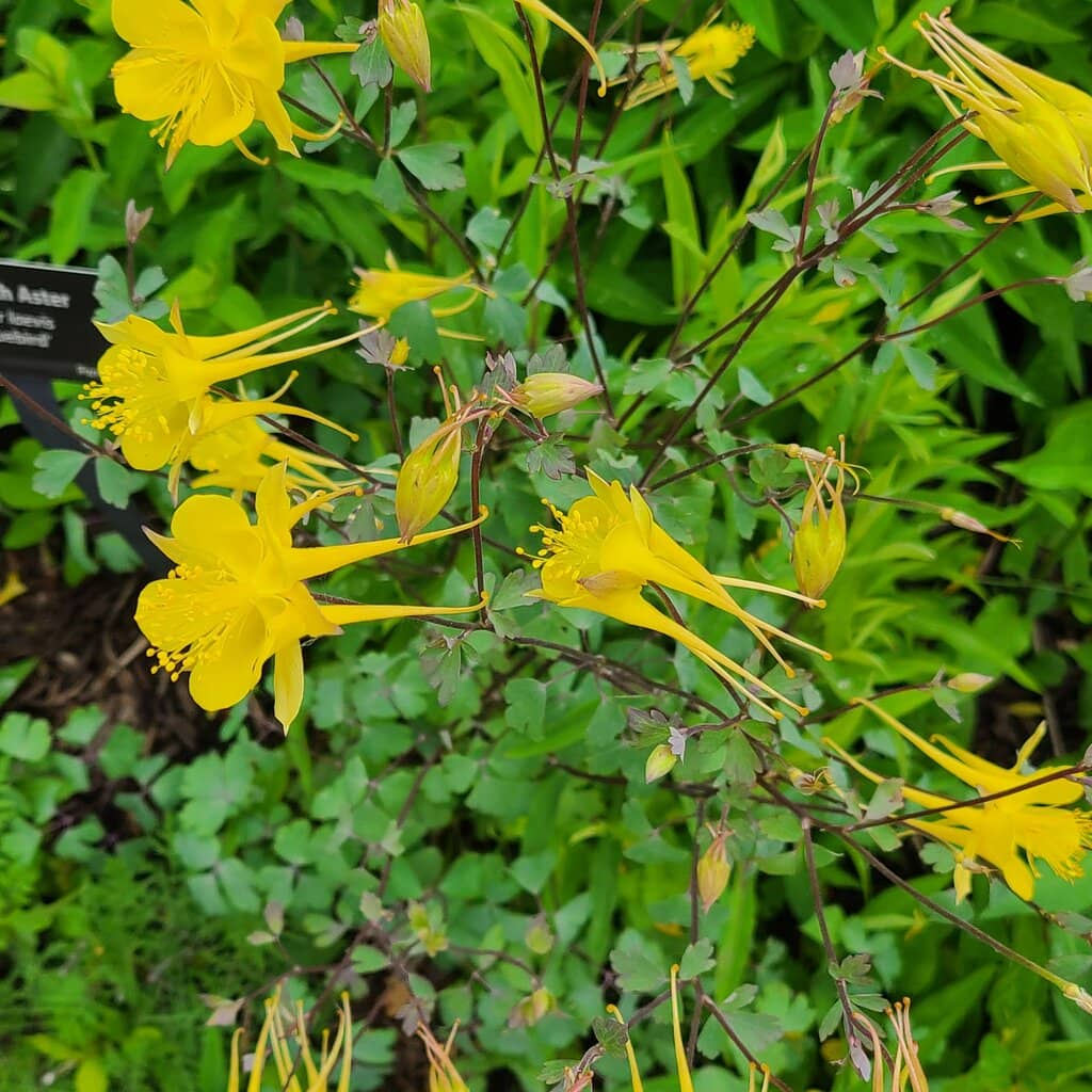 Seasonal Flower Displays