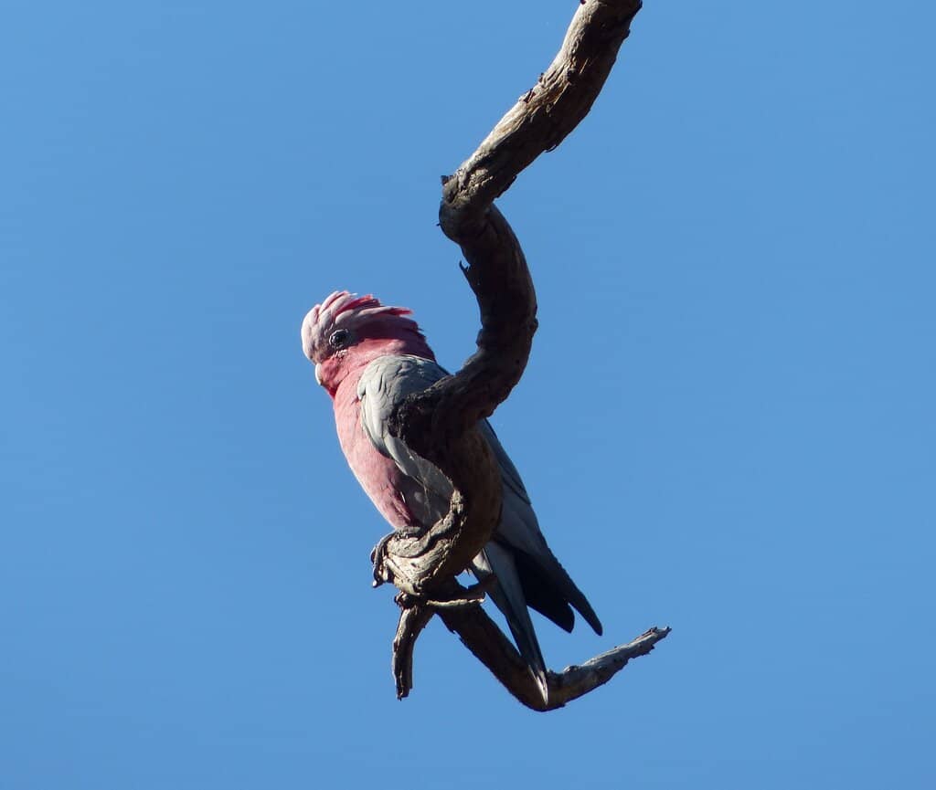 Joondalup Mountain Bike Trails