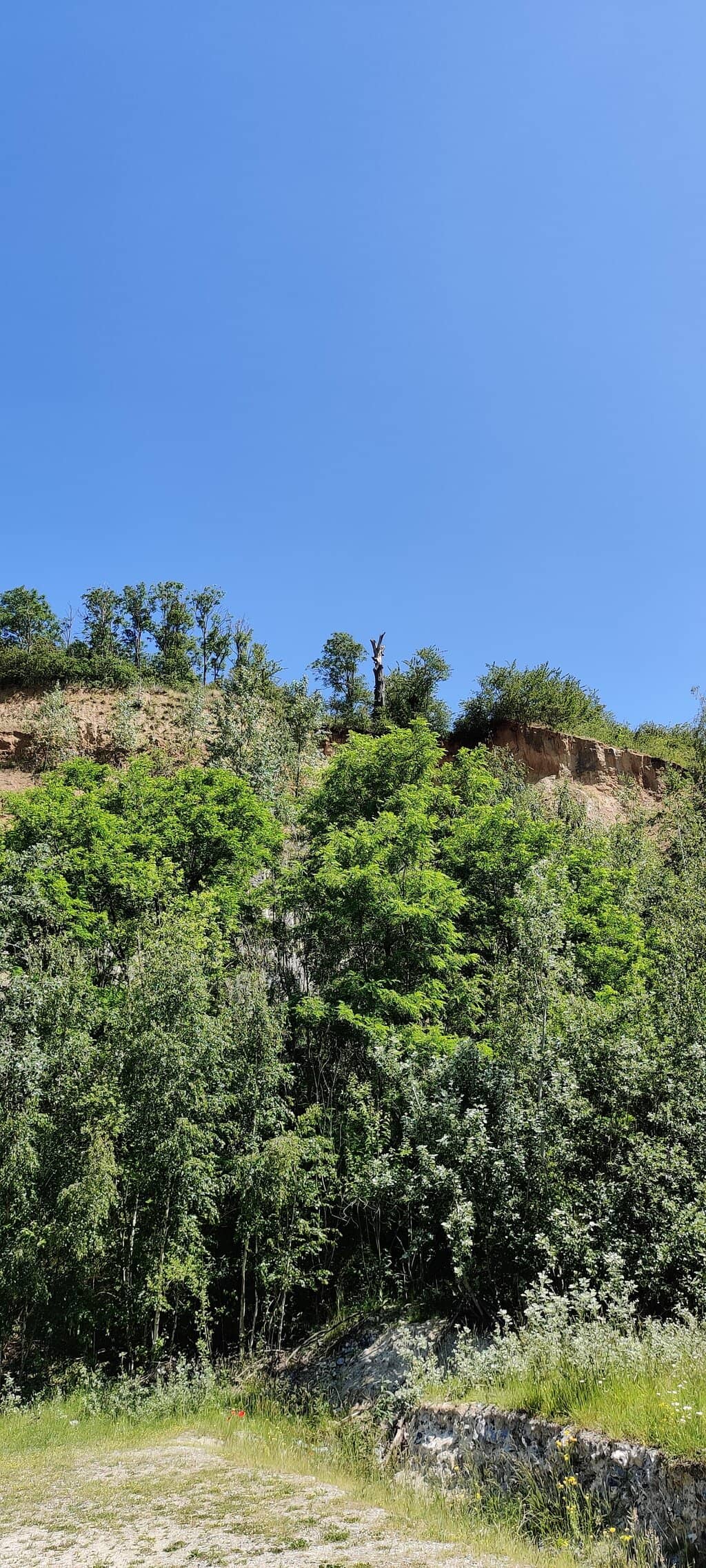Nature's Reclamation