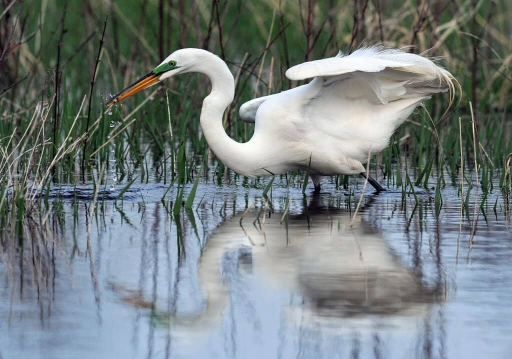 Dockside Wildlife